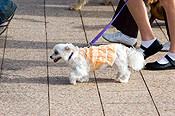 Australia, sa, RSPCA, south australia, adelaide, elder park, torrens, torrens river, river torrens, charity, charities, terrier, terriers, maltese, maltese terrier, maltese terriers, dog, dogs, domestic, domestic dog, domestic dogs, million paws, million paws walk, footpath, footpaths, footpath, footpaths, path, paths, pathway, pathways.