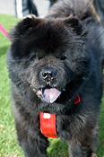 Australia, sa, RSPCA, south australia, adelaide, elder park, torrens, torrens river, river torrens, charity, charities, dog, dogs, domestic, domestic dog, domestic dogs, million paws, million paws walk.