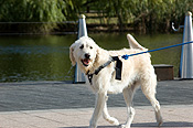 Australia, sa, RSPCA, south australia, adelaide, elder park, torrens, torrens river, river torrens, charity, charities, dog, dogs, domestic, domestic dog, domestic dogs, million paws, million paws walk.