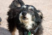 Australia, sa, RSPCA, south australia, adelaide, elder park, torrens, torrens river, river torrens, charity, charities, dog, dogs, domestic, domestic dog, domestic dogs, million paws, million paws walk, footpath, footpaths, footpath, footpaths, path, paths, pathway, pathways.