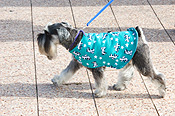 Australia, sa, RSPCA, south australia, adelaide, elder park, torrens, torrens river, river torrens, charity, charities, dog, dogs, domestic, domestic dog, domestic dogs, million paws, million paws walk, footpath, footpaths, footpath, footpaths, path, paths, pathway, pathways.