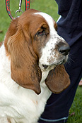 Australia, sa, RSPCA, south australia, adelaide, elder park, torrens, torrens river, river torrens, charity, charities, bassett hound, bassett hounds, dog, dogs, domestic, domestic dog, domestic dogs, million paws, million paws walk.