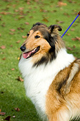 Australia, sa, RSPCA, south australia, adelaide, elder park, torrens, torrens river, river torrens, charity, charities, collie, collies, dog, dogs, domestic, domestic dog, domestic dogs, million paws, million paws walk.