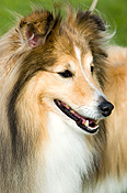 Australia, sa, RSPCA, south australia, adelaide, elder park, torrens, torrens river, river torrens, charity, charities, collie, collies, dog, dogs, domestic, domestic dog, domestic dogs, million paws, million paws walk.