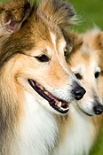 Australia, sa, RSPCA, south australia, adelaide, elder park, torrens, torrens river, river torrens, charity, charities, collie, collies, dog, dogs, domestic, domestic dog, domestic dogs, million paws, million paws walk.