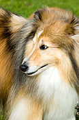 Australia, sa, RSPCA, south australia, adelaide, elder park, torrens, torrens river, river torrens, charity, charities, collie, collies, dog, dogs, domestic, domestic dog, domestic dogs, million paws, million paws walk.