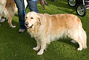 Australia, sa, RSPCA, south australia, adelaide, elder park, torrens, torrens river, river torrens, charity, charities, retriever, retrievers, golden retriever, golden retrievers, dog, dogs, domestic, domestic dog, domestic dogs, million paws, million paws walk.