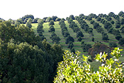 Australia, qld, queensland, nut, nuts, macadamia nut, macadamia nuts, macadamia, proteaceae, queensland nut, queensland nuts, maroochi, maroochi nut, maroochi nuts, kindal kindal, jindilli, plantation, plantations, rural, rural scene, rural scenes.