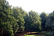 Australia, qld, queensland, nut, nuts, tree, trees, macadamia tree, macadamia trees, macadamia nut, macadamia nuts, macadamia, proteaceae, queensland nut, queensland nuts, maroochi, maroochi nut, maroochi nuts, kindal kindal, jindilli, plantation, plantations, rural, rural scene, rural scenes.