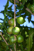 Australia, qld, queensland, nut, nuts, macadamia nut, macadamia nuts, macadamia, proteaceae, queensland nut, queensland nuts, maroochi, maroochi nut, maroochi nuts, kindal kindal, jindilli, plantation, plantations, rural, rural scene, rural scenes.