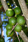 Australia, qld, queensland, nut, nuts, macadamia nut, macadamia nuts, macadamia, proteaceae, queensland nut, queensland nuts, maroochi, maroochi nut, maroochi nuts, kindal kindal, jindilli, plantation, plantations, rural, rural scene, rural scenes.