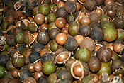 Australia, qld, queensland, nut, nuts, macadamia nut, macadamia nuts, macadamia, proteaceae, queensland nut, queensland nuts, maroochi, maroochi nut, maroochi nuts, kindal kindal, jindilli, plantation, plantations, rural, rural scene, rural scenes.