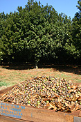 Australia, qld, queensland, nut, nuts, macadamia nut, macadamia nuts, macadamia, proteaceae, queensland nut, queensland nuts, maroochi, maroochi nut, maroochi nuts, kindal kindal, jindilli, plantation, plantations, rural, rural scene, rural scenes.