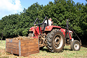 Australia, qld, queensland, nut, nuts, macadamia nut, macadamia nuts, macadamia, proteaceae, queensland nut, queensland nuts, maroochi, maroochi nut, maroochi nuts, kindal kindal, jindilli, plantation, plantations, rural, rural scene, rural scenes.