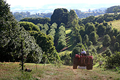 Australia, qld, queensland, nut, nuts, tree, trees, macadamia tree, macadamia trees, macadamia nut, macadamia nuts, macadamia, proteaceae, queensland nut, queensland nuts, maroochi, maroochi nut, maroochi nuts, kindal kindal, jindilli, plantation, plantations, rural, rural scene, rural scenes, people, farmer, farmers, farming, man, men, male, males, occupation, occupations, tractor, tractors, machinery, farm machinery, farming machinery.
