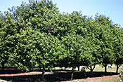 Australia, qld, queensland, nut, nuts, tree, trees, macadamia tree, macadamia trees, macadamia nut, macadamia nuts, macadamia, proteaceae, queensland nut, queensland nuts, maroochi, maroochi nut, maroochi nuts, kindal kindal, jindilli, plantation, plantations, rural, rural scene, rural scenes.