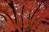 Tree, trees, autumn, autumn foliage, autumn scene, autumn scenes, mount wilson, mt wilson, blue mountains, great dividing range, nsw, new South Wales, australia.