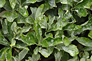 New images, Powdery mildew, mildew, powderey, Oidium euonymi-japonici, oidium, euonymi, japonici, euonymus, fortunei, Euonymus fortunei.