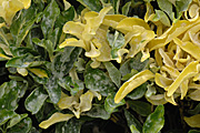 New images, Powdery mildew, mildew, powderey, Oidium euonymi-japonici, oidium, euonymi, japonici, euonymus, fortunei, Euonymus fortunei.