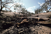 Australia, Australian, Australian desert, Australian deserts, climate, weather, drought, drought scene, drought scenes, disasters, natural disasters, cow, cows, cattle, livestock, animal, animals, dead, dead animal, dead animals, australia, northern territory, nt, disaster, natural disaster, natural, desert, deserts, desert scenes, outback, australian outback, outback australia.