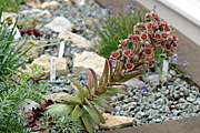 New images, succulent, succulents, houseleek, houseleeks, Common houseleek, common houseleeks, Sempervivum tectorum, sempervivum, tectorum.