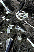 Climate, weather, drought, drought scene, drought scenes, disaster, disasters, natural disasters, bone, bones, skeleton, skeletons, skull, skulls, willandra, willandra lakes, dead, dead animal, dead animals, australia.