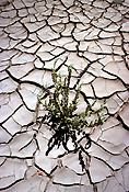 Australia, western australia, wa, vegetation, Geikie, geikie gorge, gorge, gorges, climate, weather, drought, drought scene, drought scenes, dried mud, disaster, disasters, natural, natural disaster, natural disasters, mud, cracked mud, outback, australian outback, outback australia, Kimberley, kimberleys, the kimberleys, dried mud, vegetation.