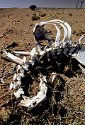 Australia, Australian, Australian desert, Australian deserts, climate, weather, drought, drought scene, drought scenes, disaster, disasters, natural, natural disaster, natural disasters, desert, deserts, desert scenes, skeleton, skeletons, bone, bones, skeletons, livestock, cow, cows, animal, animals, cattle, meat industry, meat trade, dead, dead animal, dead animals, australia, outback, australian outback, outback australia.