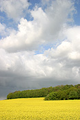 Farming, Farmland, farm, farms, Agriculture, Canola, Canola crop, canola crops, tree, trees, forest, forests, cloud, clouds, canola field, canola fields, field, fields, crop, crops, oilseed, oilseed crop, oilseed crops, Brassica, brassica napus, oil, oils, rape, rape crop, rape crops, rural, rural scene, rural scenes, cloud, clouds, PJ38,