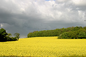Farming, Farmland, farm, farms, Agriculture, Canola, Canola crop, canola crops, canola field, canola fields, cloud, clouds, storm cloud, storm clouds, storm, storms, tree, trees, forest, forests, field, fields, crop, crops, oilseed, oilseed crop, oilseed crops, Brassica, brassica napus, oil, oils, rape, rape crop, rape crops, rural, rural scene, rural scenes, cloud, clouds, PJ38,