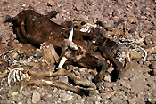 Australia, Australian, Australian desert, Australian deserts, climate, weather, drought, drought scene, drought scenes, disasters, natural disasters, cow, cows, cattle, livestock, animal, animals, dead, dead animal, dead animals, australia, northern territory, nt, disaster, natural disaster, natural, desert, deserts, desert scenes, outback, australian outback, outback australia.