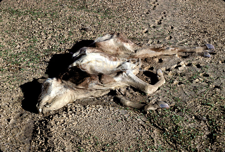 Australian Desert Natural Disasters Australian Desert Natural Disasters