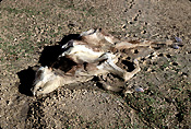 Australia, Australian, Australian desert, Australian deserts, climate, weather, drought, drought scene, drought scenes, disasters, natural disasters, cow, cows, cattle, livestock, animal, animals, dead, dead animal, dead animals, australia, northern territory, nt, disaster, natural disaster, natural, desert, deserts, desert scenes, outback, australian outback, outback australia.