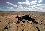 Climate, weather, disaster, disasters, natural, natural disaster, natural disasters, drought, drought scene, drought scenes, horse, horses, wild horses, brumbies, brumby, dead animal, dead animals, dead, australia.