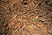 Climate, weather, drought, drought scene, seedling, seedlings, vegetation, drought scenes, disaster, disasters, natural, natural disaster, natural disasters, mud, dried mud, cracked mud, outback, australian outback, outback australia, crack, cracks, cracked, cracking, australia.
