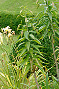New images, pest, pests, beetle, beetles, lily, lilies, lily beetle, lily beetles, lilium, regale, lilium regale, liliums, lilioceris, lilii.