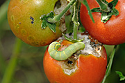 New images, pest, pests, vegetable, vegetables, tomato, tomatoes, moth, moths, tomato moth, tomato moths, caterpillar, caterpillars, lacanobia, oleracea, lacanobia oleracea.