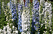 New images, flower, flowers, delphininium, delphiniums.