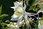 New images, flower, flowers, aquilegia, aquilegias, white, white flower, white flowers, columbine, columbines.