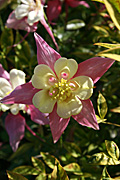 New images, flower, flowers, aquilegia, aquilegias, pink, pink flower, pink flowers, yellow, yellow flower, yellow flowers, columbine, columbine.