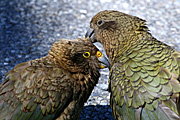 New images, new zealand, nz, animal, animals, bird, birds, kea, keas.