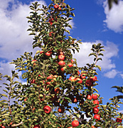 Australian fruit tree, Malus, Apple trees, Fruit on trees, Orchards