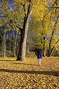 Canada, british columbia, burnaby, tree, trees, autumn, autumn foliage, autumn scene, autumn scenes, deer lake, lake, lakes, RW59,