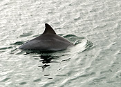 Australia, australian, Marinelife, Marine life, Aquatic, Aquatic life, Sea life, Sealife, Placental Mammal, Placental mammals, mammal, mammals, dolphin, dolphins, Bottlenose dolphin, Bottlenose dolphins, Tursiops, Tursiops truncatus, sa, south australia, adelaide, port adelaide.