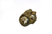 Fossil, fossils, ammonite, ammonites, ammonoid, cephalopod, cephalopods, ammonitida, suture, sutures, seam, seams, lobe, lobes, shell, shells, saddle, saddles, jurassic, cretaceous, PJ38,