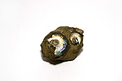 Fossil, fossils, ammonite, ammonites, ammonoid, cephalopod, cephalopods, ammonitida, suture, sutures, seam, seams, lobe, lobes, shell, shells, saddle, saddles, jurassic, cretaceous, PJ38,