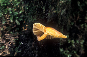Fungi, fungus, toadstool, toadstools, tree fungus, tree fungi.