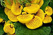 New images, flower, flowers, calceolaria, calceolarias, yellow, yellow flower, yellow flowers.