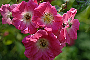 New images, flower, flowers, rosa, rose, roses, america pillar, pink, pink flower, pink flowers.