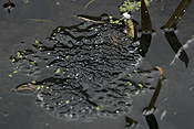 Animal, animals, frog, frogs, tree frog, tree frogs, amphibian, amphibians, amphibious, spawn, frogspawn, frog spawn, egg, eggs, PJ38,